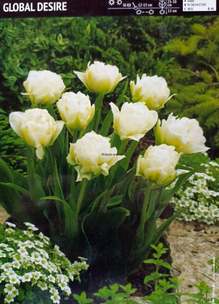 Tulipán GLOBAL DESIRE