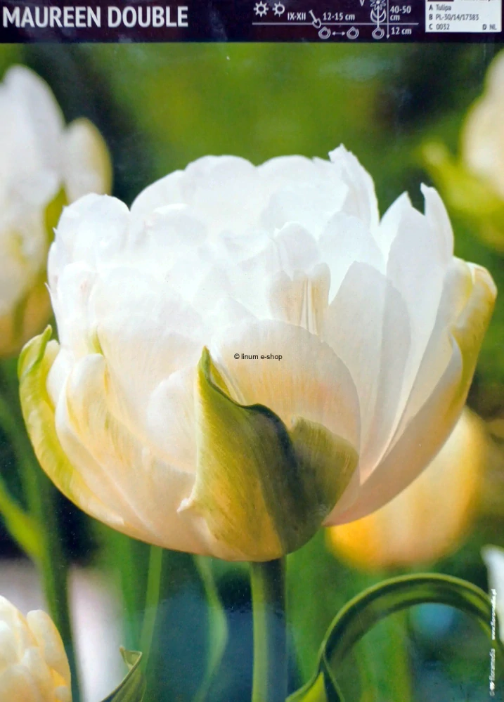 Tulipán MAUREEN DOUBLE