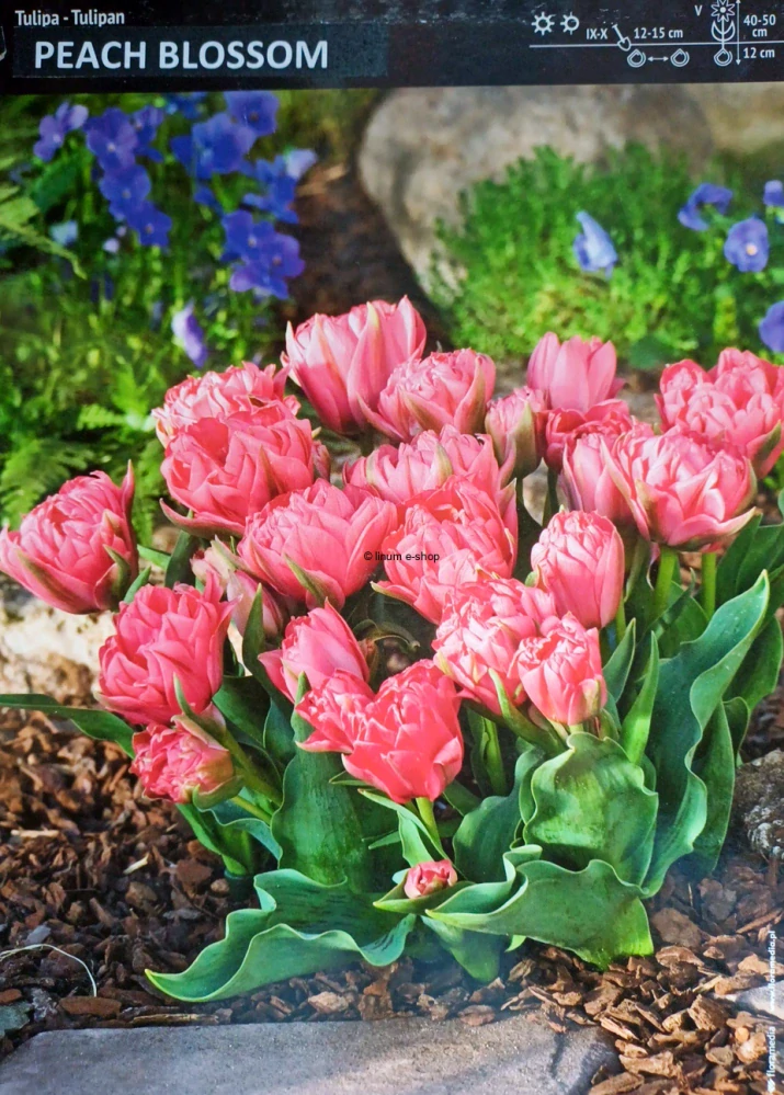 Tulipán PEACH BLOSSOM