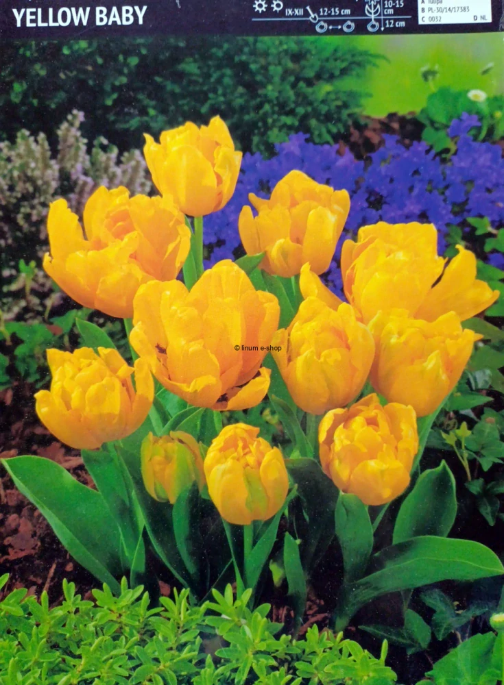 Tulipán YELLOW BABY