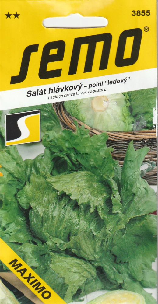 Šalát hlávkový ľadový Maximo