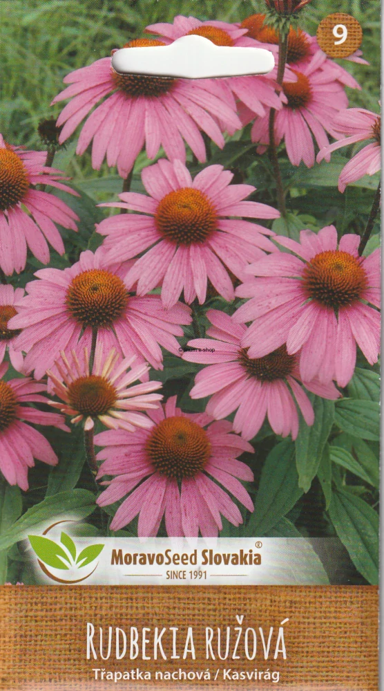 Rudbekia ružová