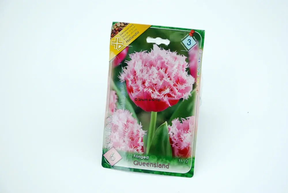 Tulipán Fringed " QUEENSLAND "