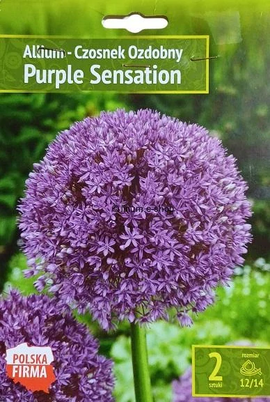 Okrasný cesnak " Purple Sensation "