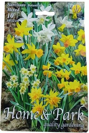 Narcisy mix 1