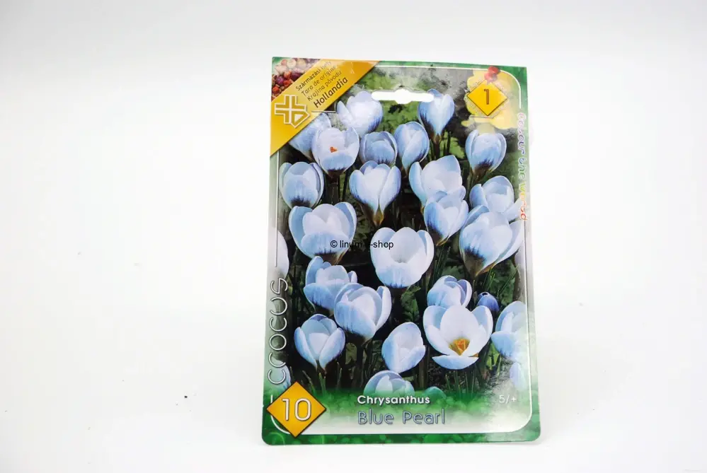 Krokus chryzantemový "Blue pearl"