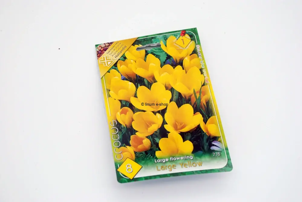 Krokus veľkokvetý " Large yellow "