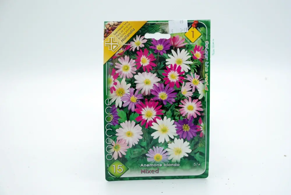 Anemone " Blanda " mix