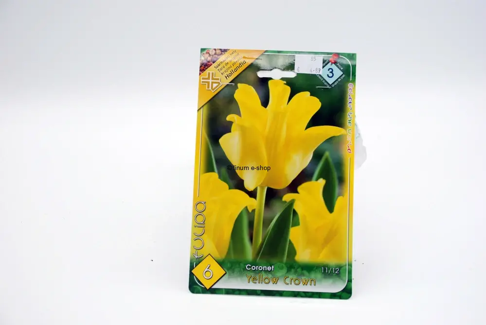 Tulipán Coronet " Yellow Crown "