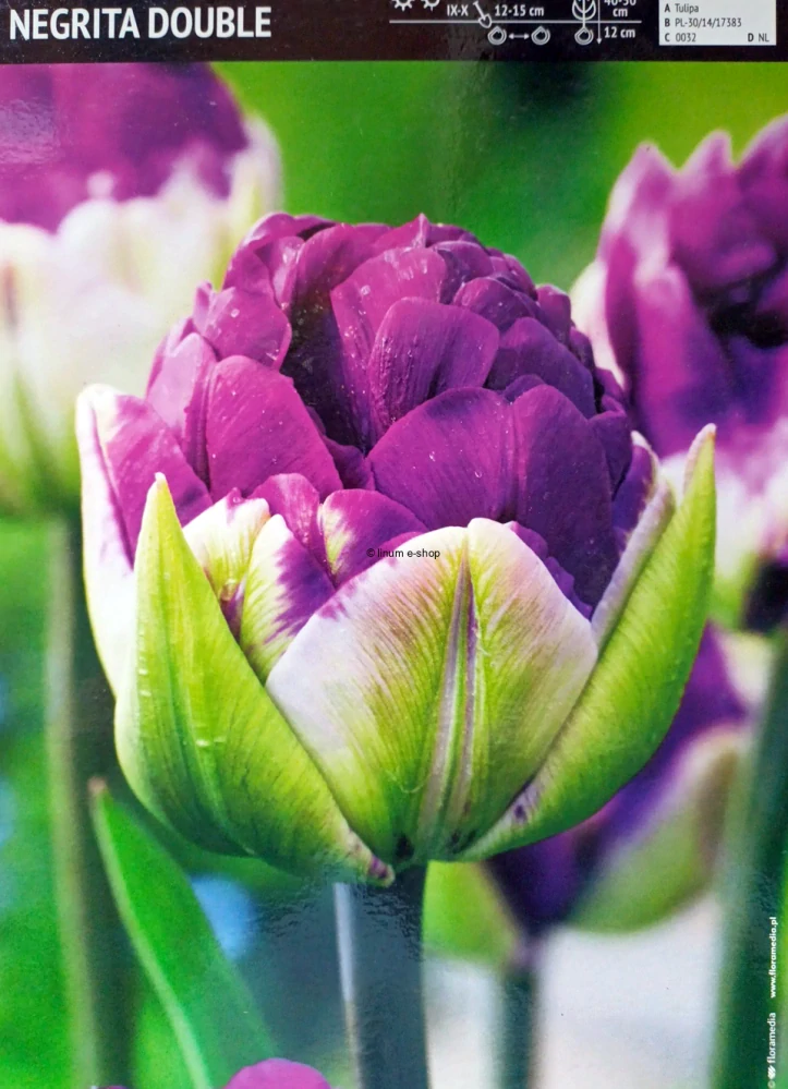 Tulipán NEGRITA DOUBLE
