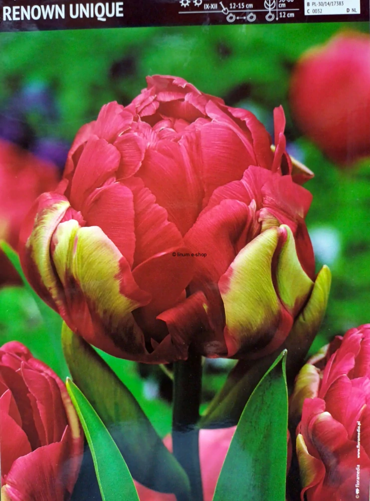 Tulipán RENOWN UNIQUE