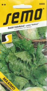 Šalát hlávkový ľadový Maximo