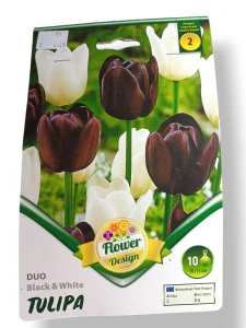 Tulipán DUO Black and White