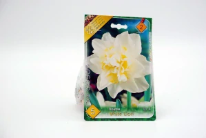 Narcis Double White Lion