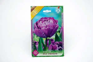 Tulipán DOUBLE LATE " Blue Diamond "