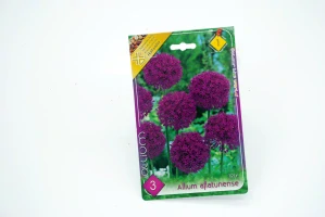 Okrasný cesnak " Allium Aflatunense "