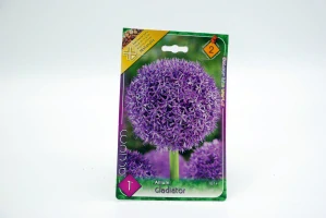 Okrasný cesnak " Allium Gladiator "