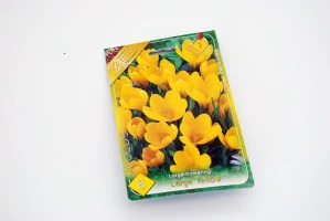 Krokus veľkokvetý " Large yellow "