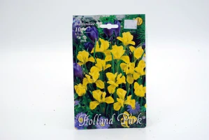 Iris Danfordiae 