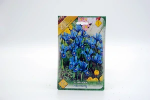 Iris Reticulata " Harmony "