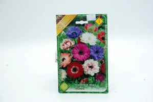 Anemone " St. Brigid "