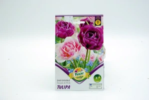 Tulipány " DUO DOUBLE"