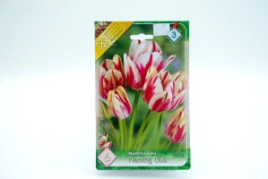 Tulipán multikvetový " FlLAMING CLUB "