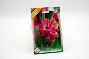 Tulipán CORONET " Picture "