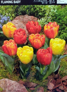 Tulipán FLAMING BABY