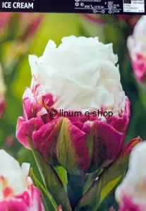 Tulipán ICE CREAM