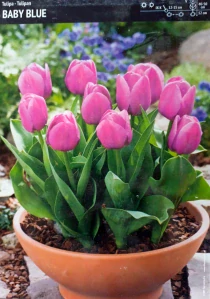 Tulipán BABY BLUE