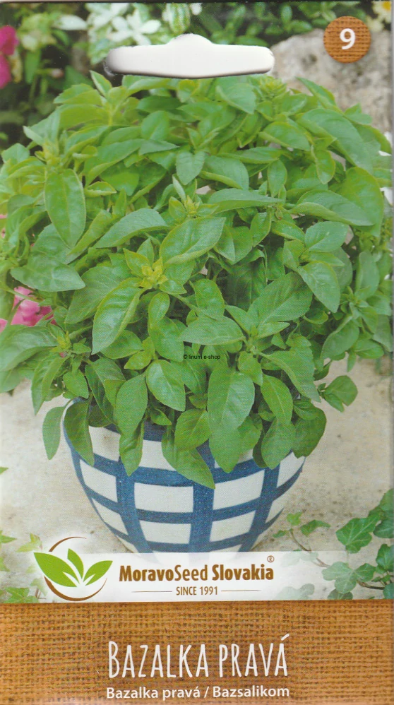 Bazalka pravá