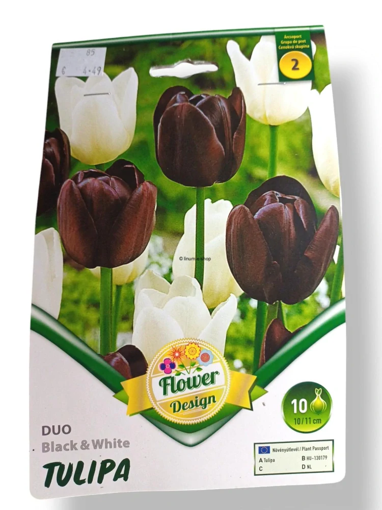 Tulipán DUO Black and White
