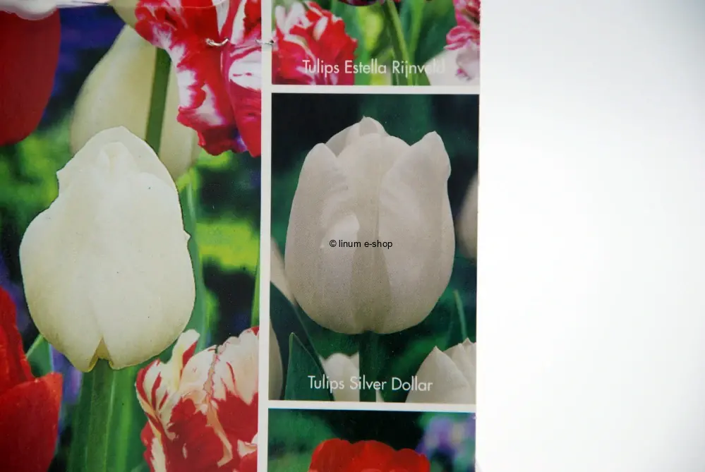 Tulipány mix 1 - Estella Rijveld, Silver dollar, Bastogne