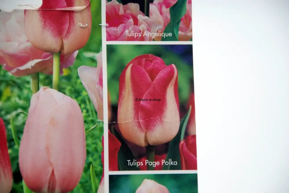 Tulipány mix 2 - Angelique, Page Polka, Menton