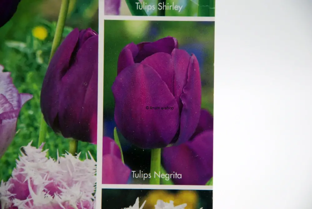 Tulipány mix 3 - Shirley, Negrita, Cummins