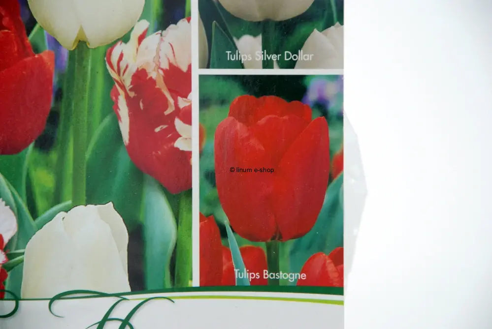 Tulipány mix 1 - Estella Rijveld, Silver dollar, Bastogne