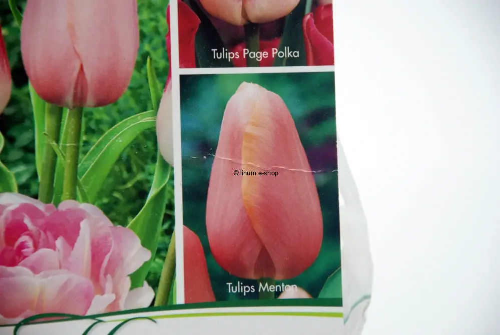 Tulipány mix 2 - Angelique, Page Polka, Menton