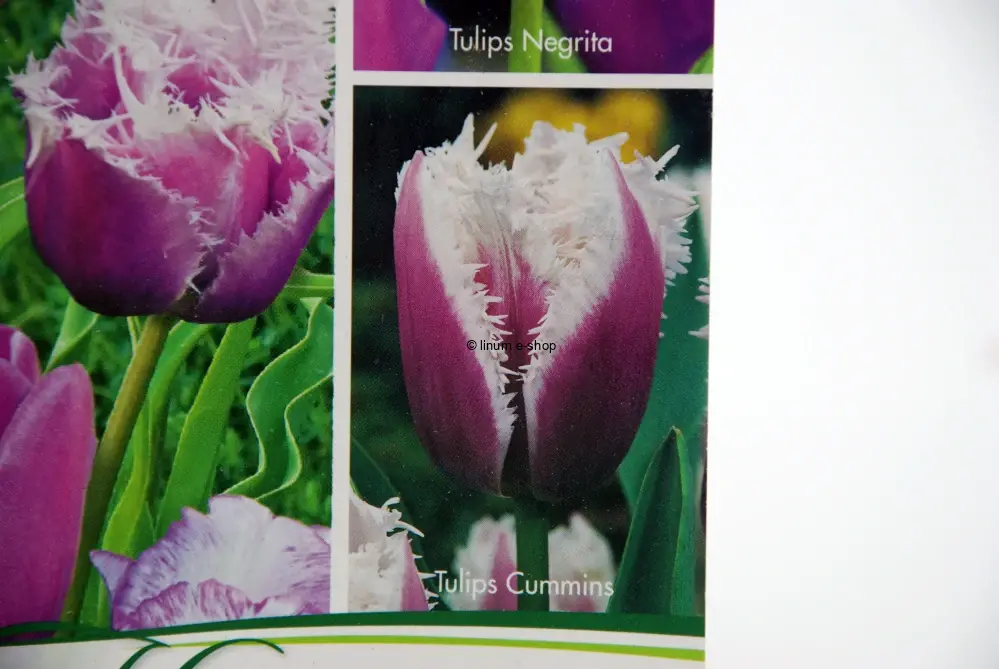 Tulipány mix 3 - Shirley, Negrita, Cummins