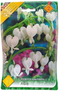 Srdiečko biele - Dicentra Alba 