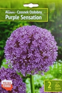 Okrasný cesnak " Purple Sensation "